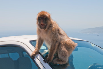 Berberaffe, Gibraltar, Britisches Überseegebiet
