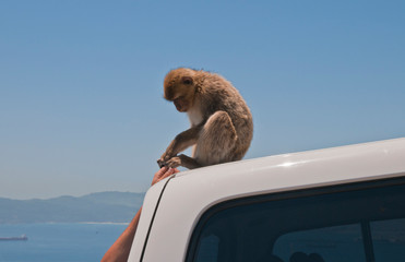 Berberaffe, Gibraltar, Britisches Überseegebiet