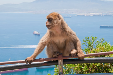 Berberaffe, Gibraltar, Britisches Überseegebiet