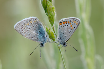 Obraz na płótnie Canvas Lycaenidae / Çokgözlü Mavi / / Polyommatus icarus