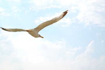 seagull flying in the blue sky