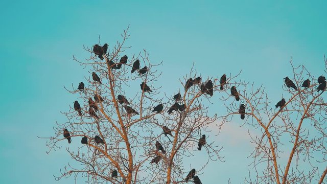 flock of birds crows blue sky autumn taking off from a tree. a flock of crows black bird dry tree. birds ravens lifestyle in the sky. a flock of crows concept