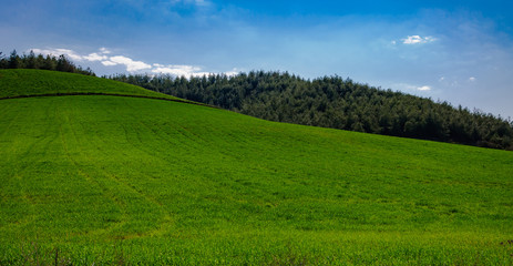 Green grass are covering the hill under blue sky