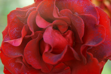 Red rose close-up.