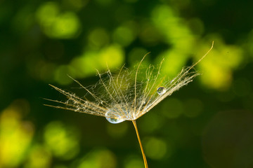 Irresistible beauty in nature