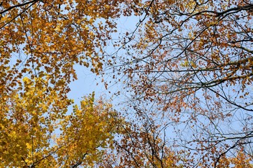 Herbstlich bunte Baumkronen am blauen Himmel