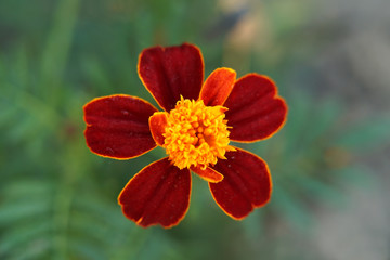 Closeup of beautiful french marigold flowers blooming.