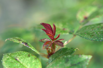 Close up of roses plant fresh leaves.