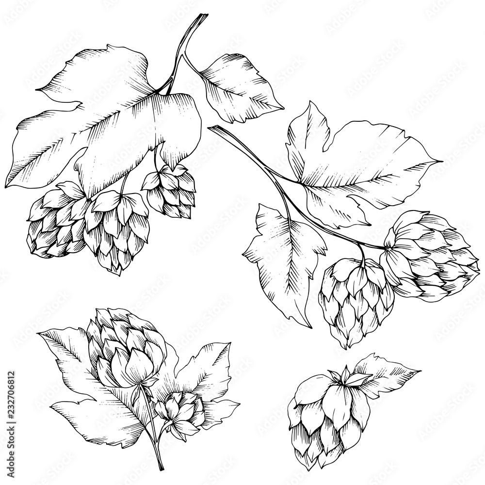 Wall mural vector. black and white engraved humulus ink art. isolated humulus illus