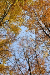 Herbstlich bunte Baumkronen am blauen Himmel