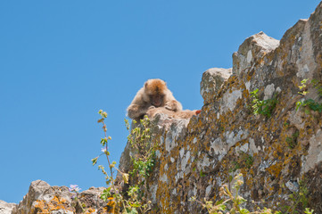 Berberaffe, Gibraltar, Britisches Überseegebiet