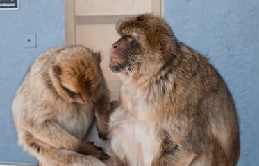 Berberaffe, Gibraltar, Britisches Überseegebiet