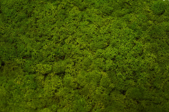 Green moss grass texture background with copy space