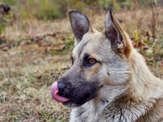 the dog is licking his nose with the tongue of light fur with black face