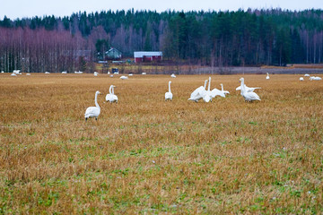 A Flock of Cygnus cygnus (Whooper Swan) on a field with a forest on a background.
