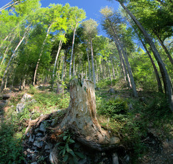 Forest of Romandie, Gorges de l'Areuses hiking trail