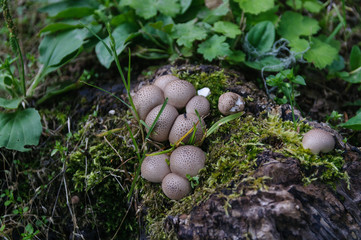 mushroom raincoat (Lycoperdon)