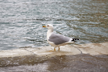 Fototapeta na wymiar seagull standing in water macro closeup