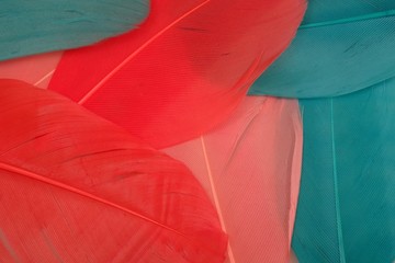 Bright multicoloured background from bird feathers