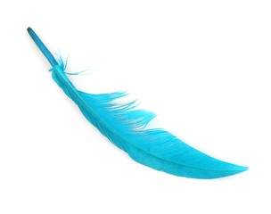 Bright multicoloured bird feather isolated on white background