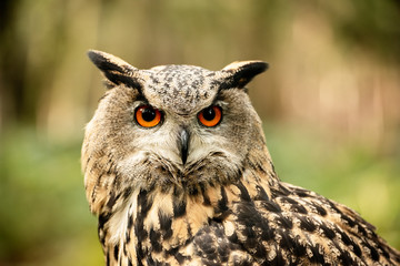  Eurasion Eagle Owl, in captivity