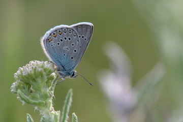 Lycaenidae / Çokgözlü Amanda / Amanda blue / Polyommatus amandus