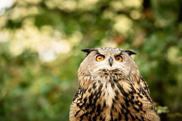  Eurasion Eagle Owl, in captivity