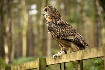  Eurasion Eagle Owl, in captivity