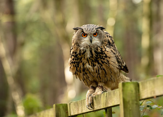UK, Sherwood Forrest, Nottinghamshire  Birds of Prey Event - Eurasion Eagle Owl,sitting on a fence in the forest