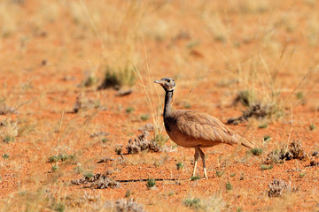 Rüppell's korhaan
