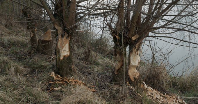 Beaver damage to trees by canal, R&uuml;thi SG in Switzerland