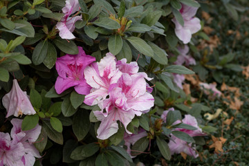 Azalea in bloom