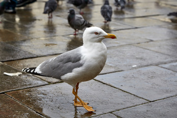 seagull standing macro closeup