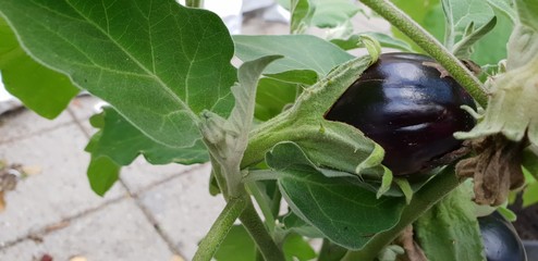 eggplant on a plant waiting to be harvested in a garden