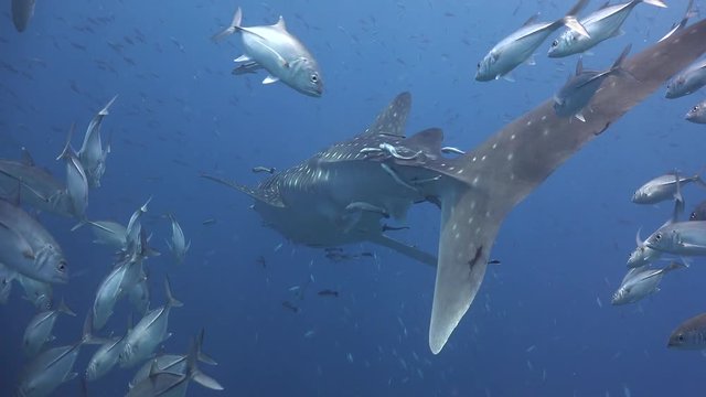 Whale shark (Rhincodon typus) from back side 