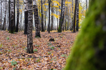 Fototapeta premium autumn in the birch grove and green blurred trunk on foreground