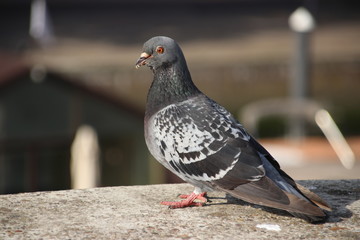 dove or pigeon waiting for food on the streets of Rotterdam in the Netherlands