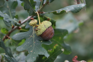 An Acorn with his hat on a tree in a forest