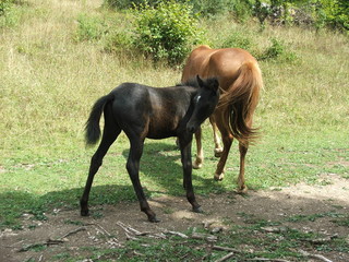Albanian Alps horses © Katarzyna
