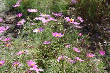 コスモス