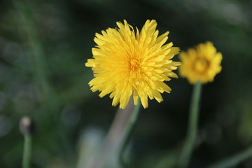 Yellow dandelion flower head in the autumn sun in the Bergse bos
