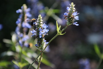 Purple flower with bee in summer sun at a garden in Capelle aan den Ijssel in Park Hitland