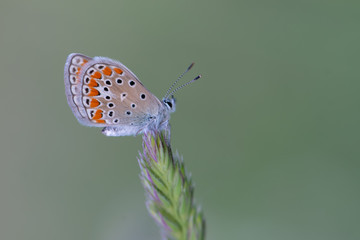 Lycaenidae / Çokgözlü Esmer / / Polyommatus agestis
