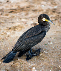 water bird Great Cormorant with a broken paw