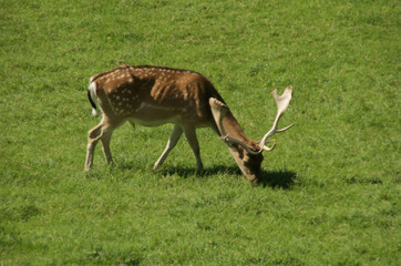 Dama dama; fallow deer  on pasture, Walenstadt, Swiss Alps