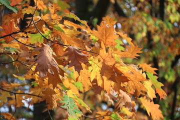 Yellow leaves on the street and on the trees during the autumn season in Nieuwerkerk aan den IJssel in the Netherlands