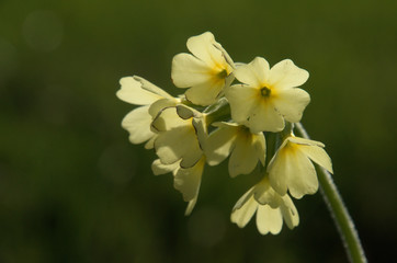 Primula elatior; oxlips flowering in Flums meadow, Swiss Alps