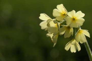Primula elatior; oxlips flowering in Flums meadow, Swiss Alps