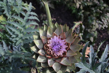 Artichokes growing as flower in a garden in 't Harde in the Netherlands.