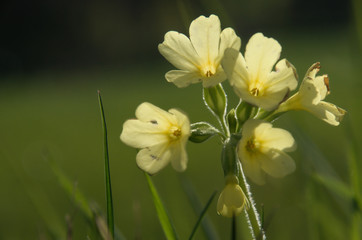 Obraz premium Primula elatior; oxlips flowering in Flums meadow, Swiss Alps